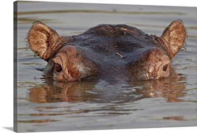 Hippopotamus, Serengeti National Park, Tanzania, East Africa