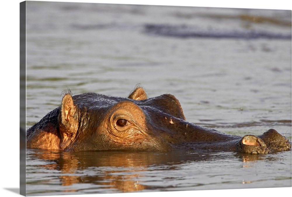 Hippopotamus Serengeti National Park, Tanzania, East Africa, Africa