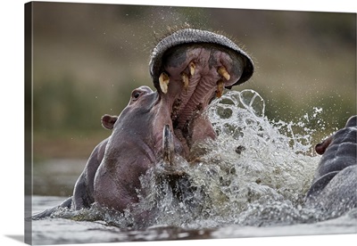 Hippopotamus sparring, Kruger National Park
