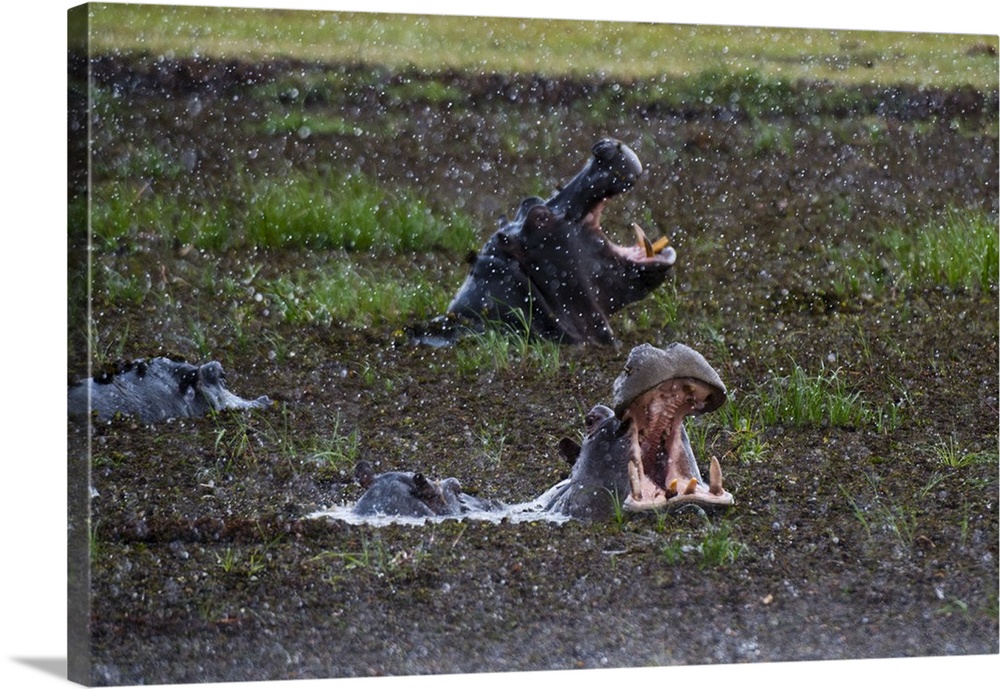Hippopotamus (Hippopotamus amphibius) threat-yawning in the Khwai River under the rain, Khwai Concession, Okavango Delta, ...
