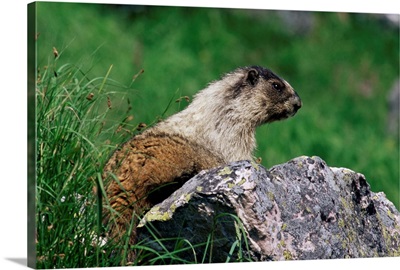 Hoary marmot, Banff National Park, Alberta, Canada