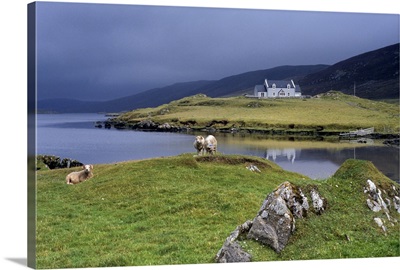 Hogaland, Whiteness, Mainland, Shetland Islands, Scotland, United Kingdom