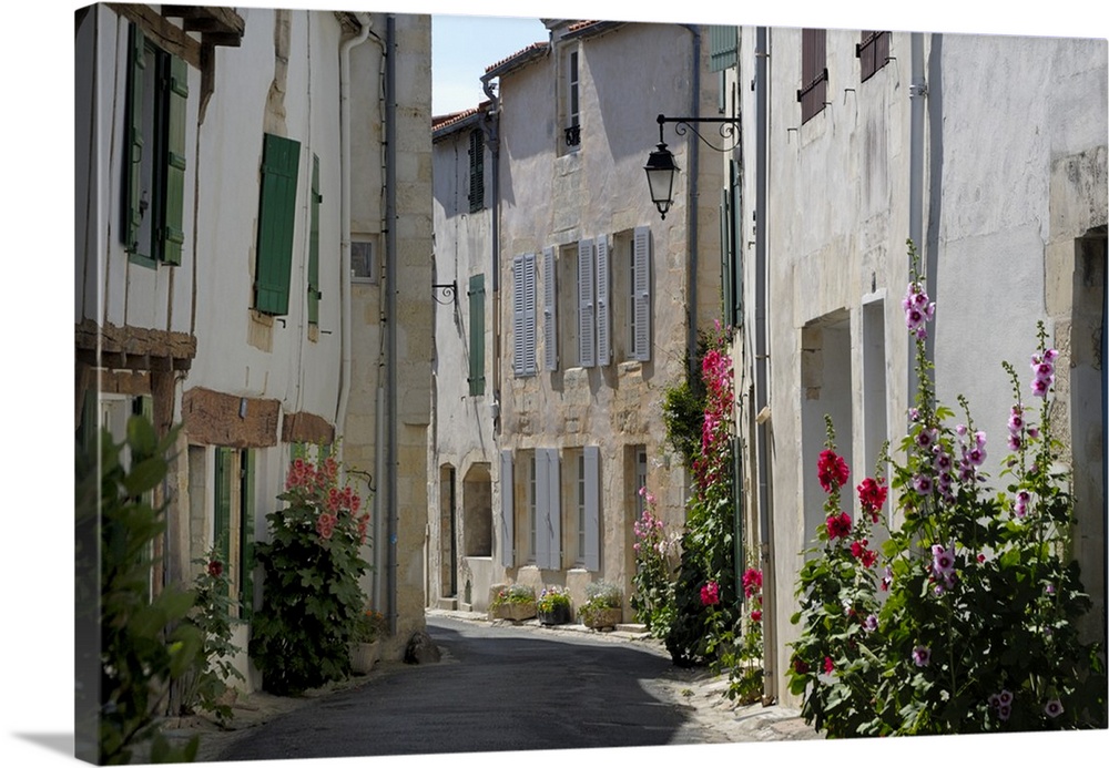 Hollyhocks lining a street, La Flotte, Ile de Re, Charente-Maritime, France, Europe