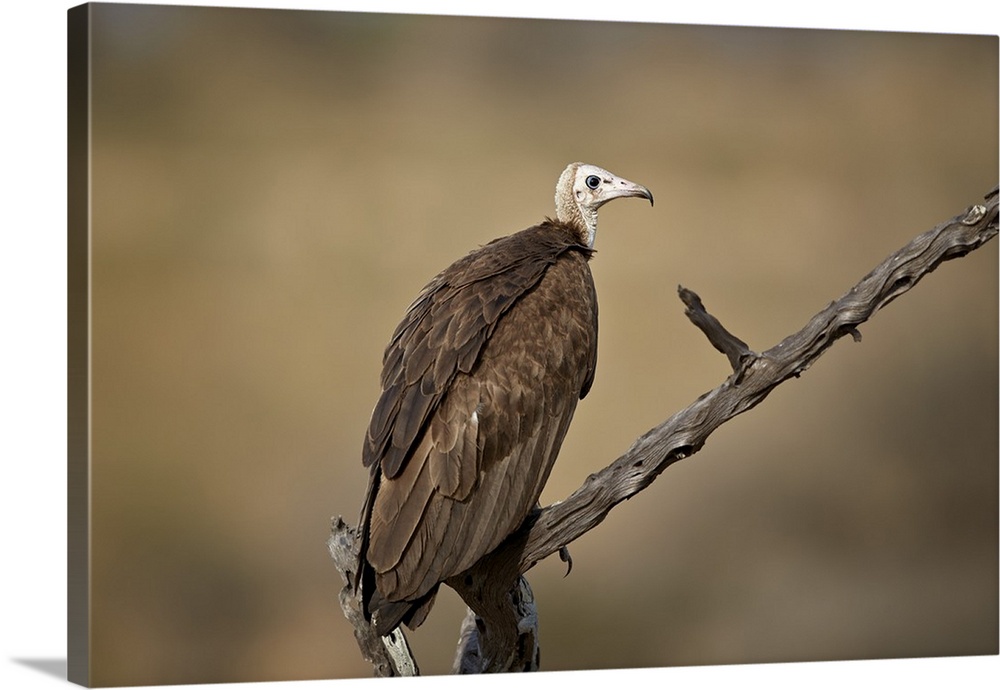 Hooded vulture, Selous Game Reserve, Tanzania