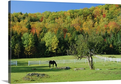 Horse grazing in paddock, near Jackson, New Hampshire