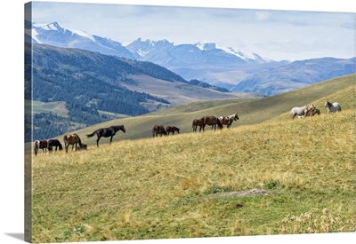 Horses, Ile-Alatau National Park, Tien Shan Mountains, Assy Plateau, Almaty, Kazakhstan