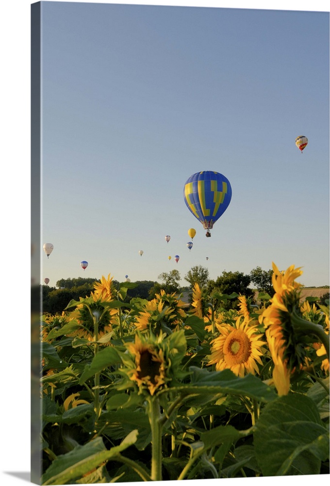 Hot air ballooning over fields of sunflowers in the early morning, Charente, France