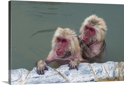 Hot-tubbing monkeys, Hakodate, Hokkaido, Japan