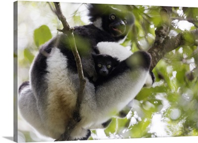 Howling Indri lemurAnalamazaotra Special Reserve, Andasibe, central area, Madagascar