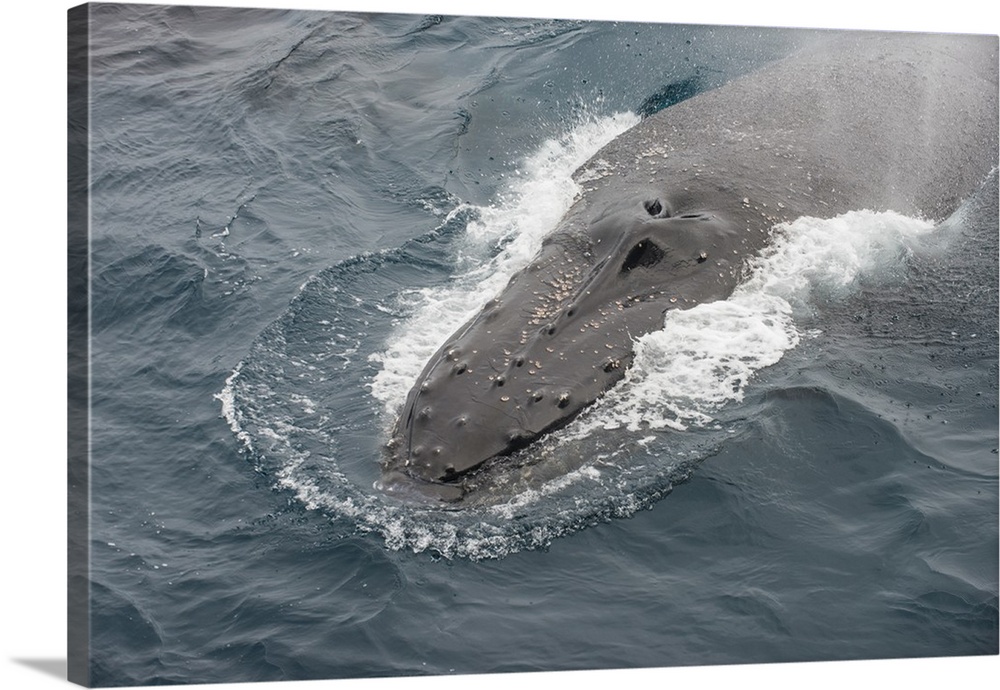 Humpback whale (Megaptera novaeangliae), South Sandwich Islands, Antarctica, Polar Regions
