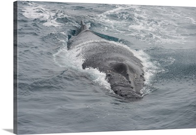 Humpback whale South Sandwich islands, Antarctica
