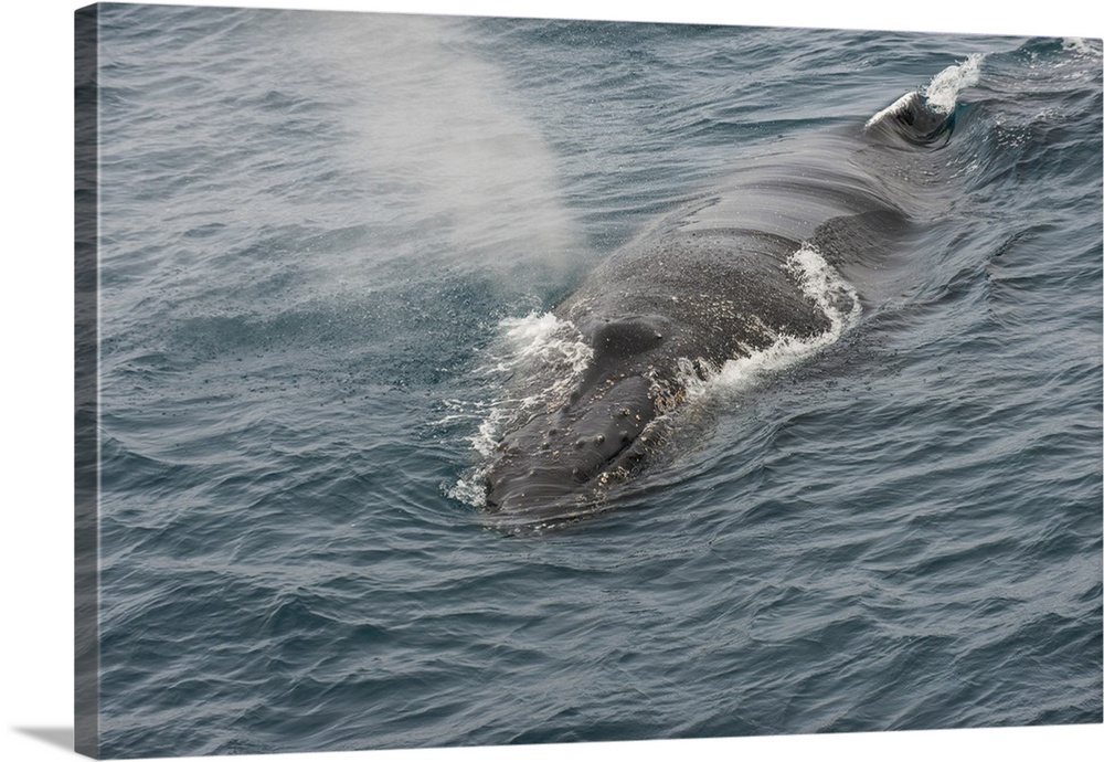 Humpback whale (Megaptera novaeangliae), South Sandwich Islands, Antarctica, Polar Regions