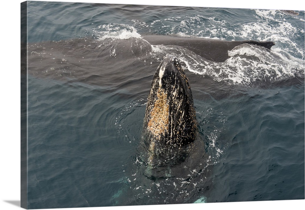 Humpback whale (Megaptera novaeangliae), South Sandwich Islands, Antarctica, Polar Regions