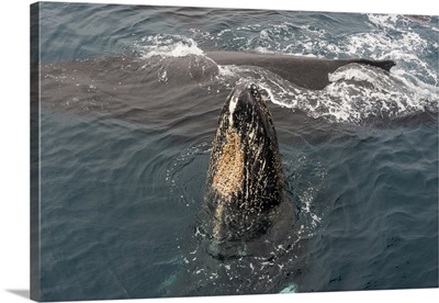 Humpback whale South Sandwich Islands, Antarctica