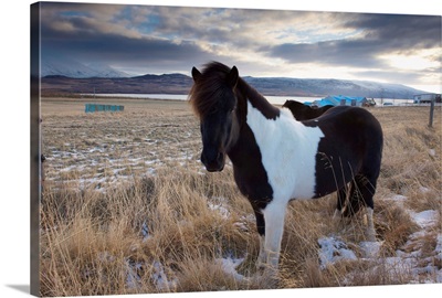 Icelandic horse, Fljotdalsherad valley, East Fjords area, Iceland
