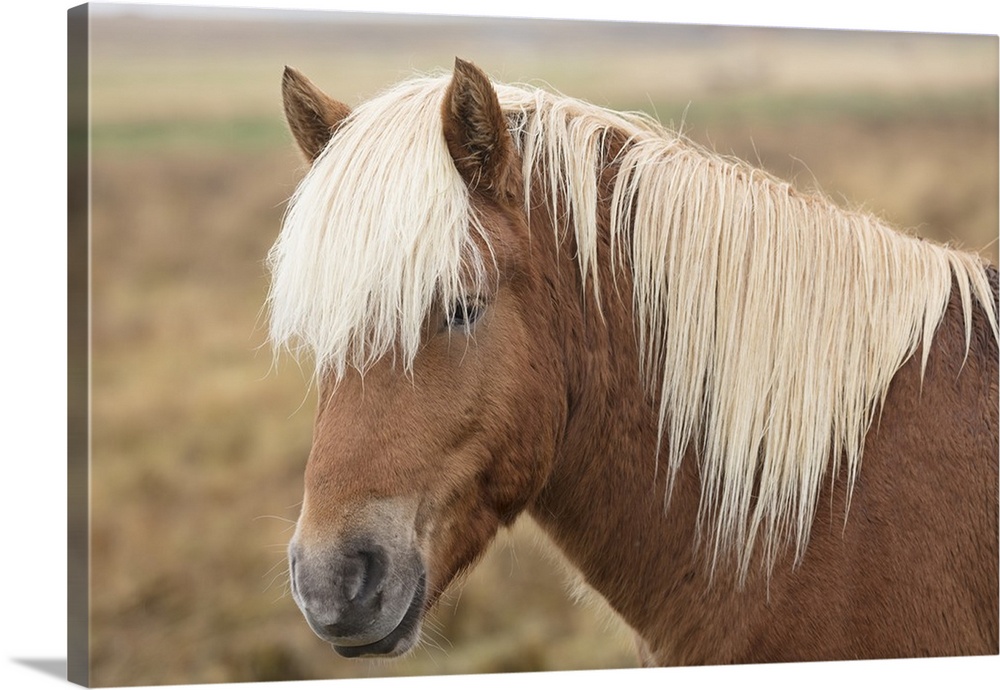Icelandic horse, Snaefellsnes peninsula, Iceland, Polar Regions