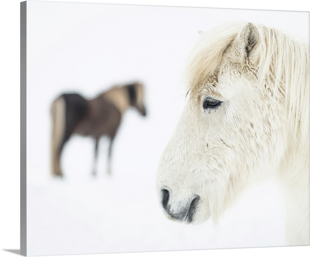 Icelandic horses in snow covered field, Iceland, Polar Regions