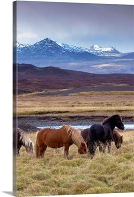 Icelandic horses, peaks of Ljosufjoll behind, Snaefellsnes Peninsula, Iceland