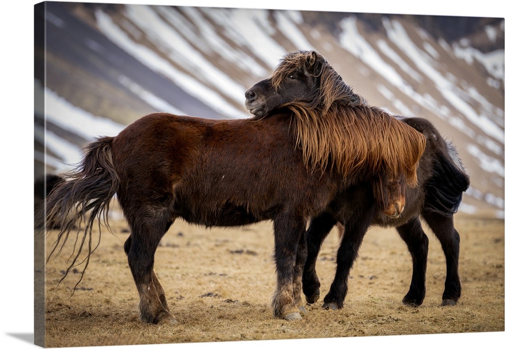 Icelandic Horses, Snaefellsness Peninsula, Iceland