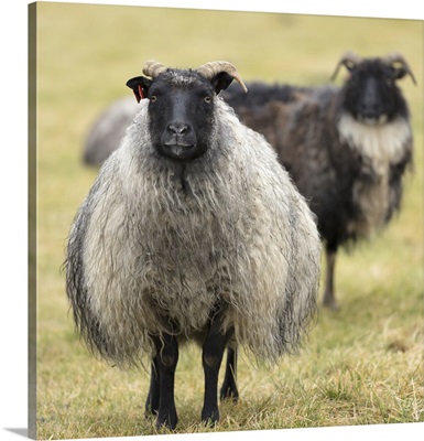 Icelandic sheep, Kirkjufell, Iceland