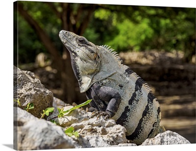 Iguana At Edzna Archaeological Site, Campeche, Mexico