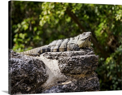Iguana At San Gervasio Archaeological Site, Cozumel Island, Quintana Roo, Mexico