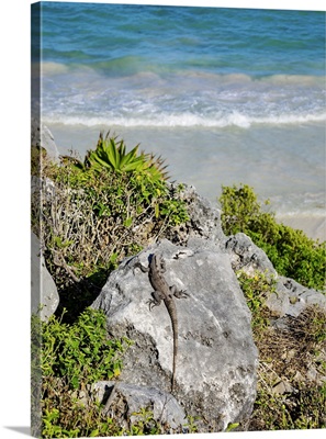 Iguana At The Rock With Caribbean Sea, Paradise Beach, Tulum, Quintana Roo, Mexico
