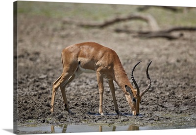 Impala buck drinking, Selous Game Reserve, Tanzania