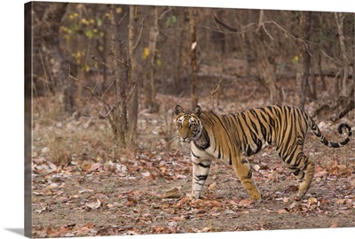 Indian Tiger, Bandhavgarh National Park, Madhya Pradesh state, India, Asia