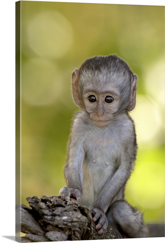Infant Vervet Monkey, Kruger National Park, South Africa, Africa