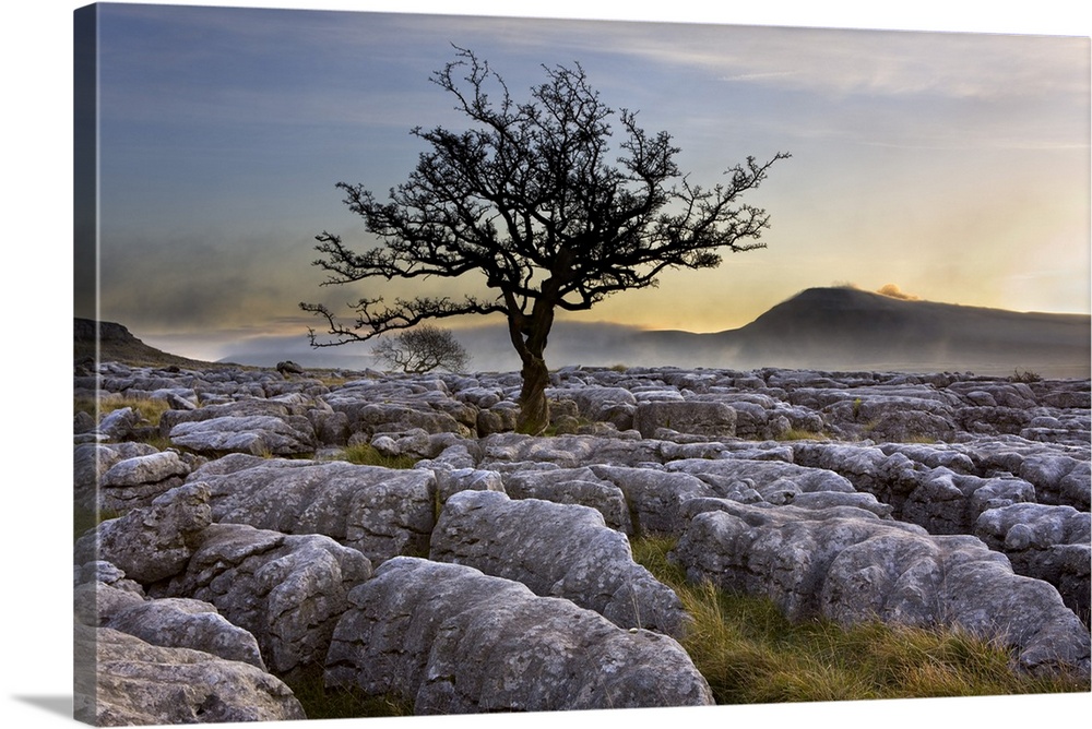 Ingleborough and hawthorn tree at dawn from Twistleton Scars in the Yorkshire Dales, Yorkshire, England, United Kingdom, E...