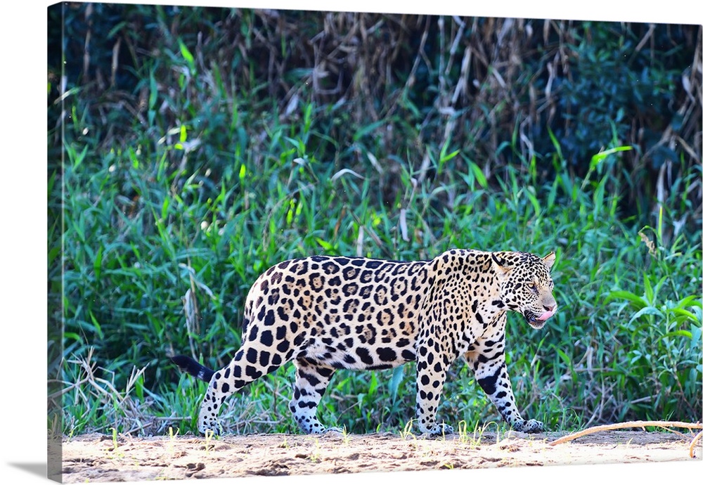 Jaguar (Panthera onca), Pantanal, Mato Grosso, Brazil, South America