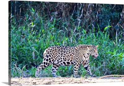 JaguarPantanal, Mato Grosso, Brazil