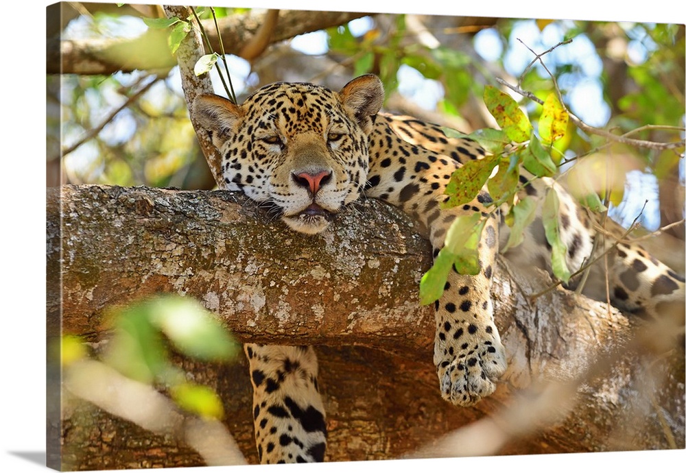 Jaguar (Panthera onca), Pantanal, Mato Grosso, Brazil, South America