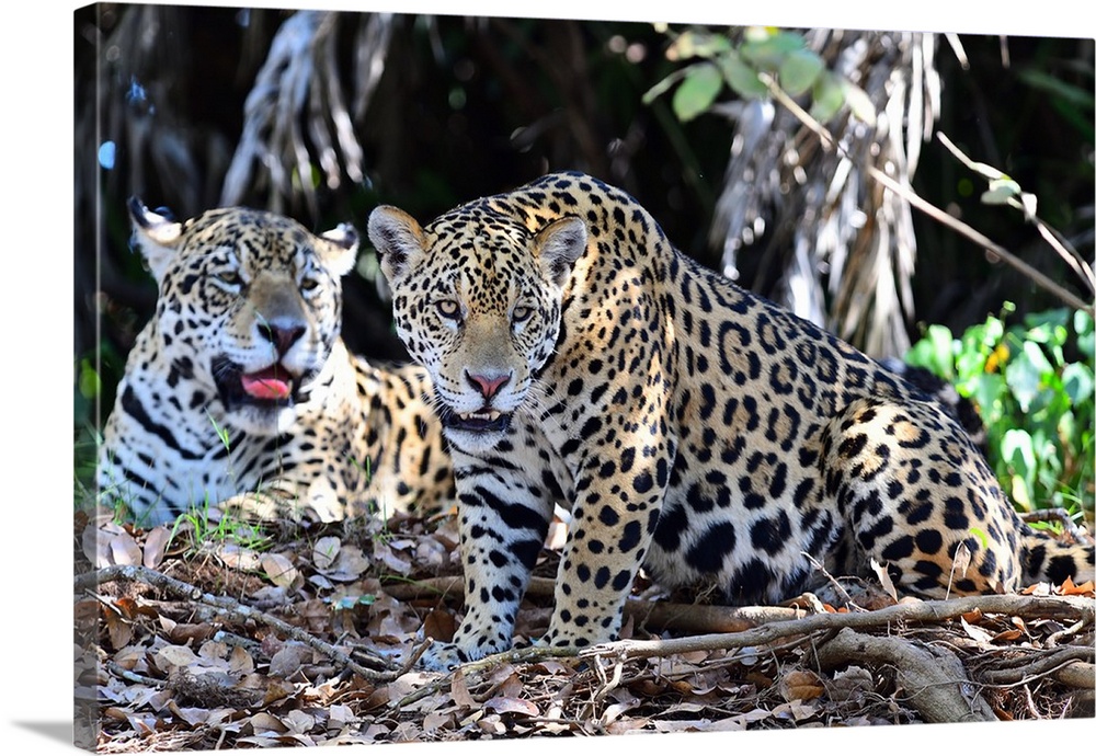 Jaguar (Panthera onca), Pantanal, Mato Grosso, Brazil, South America