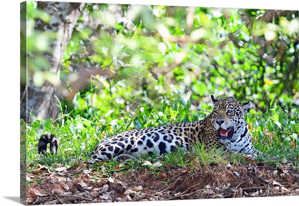 Jaguar (Panthera onca), Pantanal, Mato Grosso, Brazil, South America