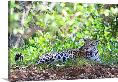 JaguarPantanal, Mato Grosso, Brazil