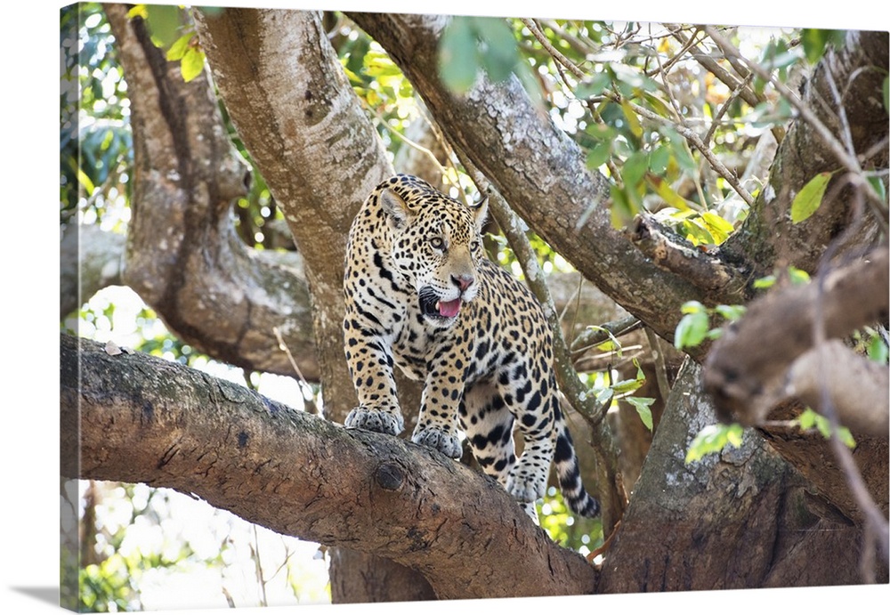 Jaguar (Panthera onca), Pantanal, Mato Grosso, Brazil, South America