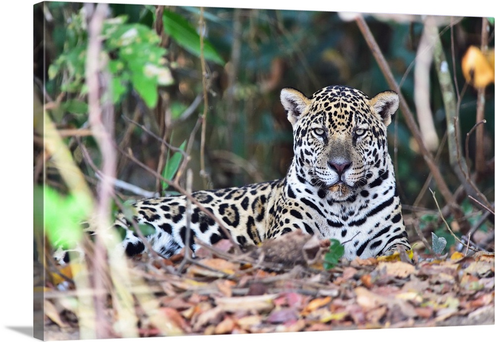 Jaguar (Panthera onca), Pantanal, Mato Grosso, Brazil, South America