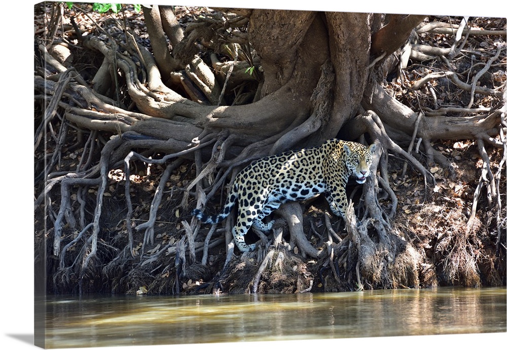 Jaguar (Panthera onca), Pantanal, Mato Grosso, Brazil, South America