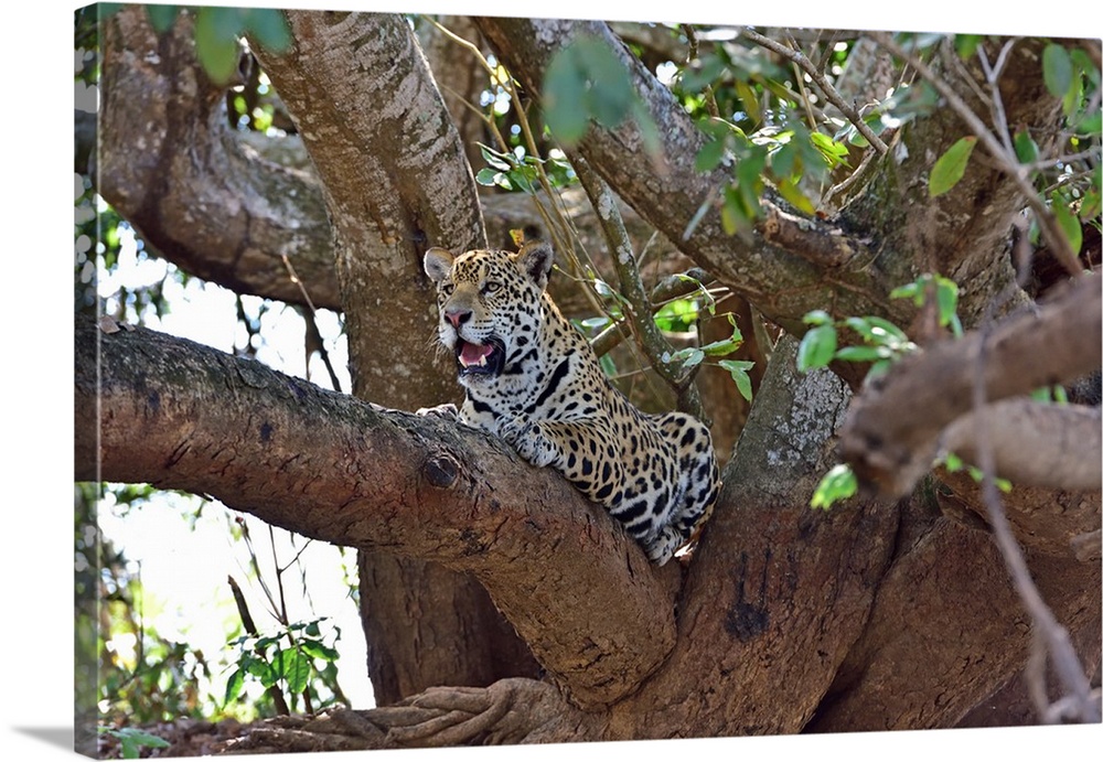 Jaguar (Panthera onca), Pantanal, Mato Grosso, Brazil, South America