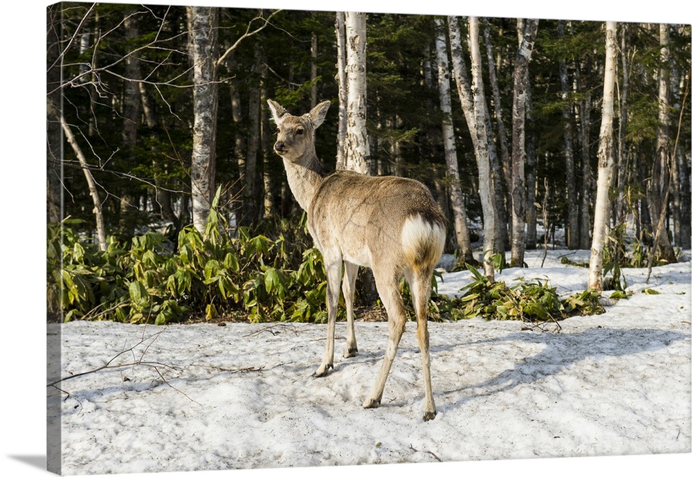 Japanese spotted deer, Daisetsuzan National Park, Hokkaido, Japan