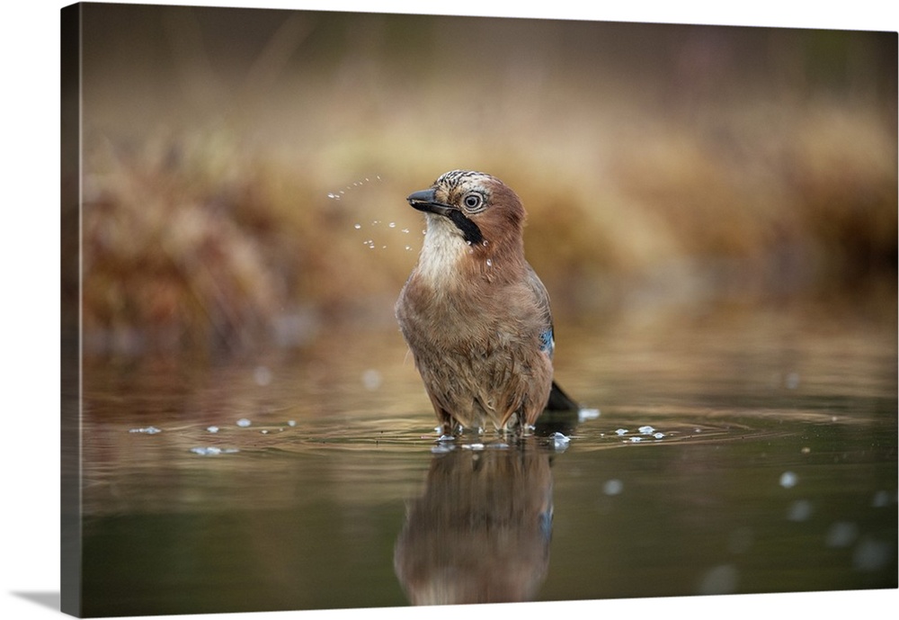 Jay (Garrulus glandarius) bathing, Sweden, Scandinavia, Europe