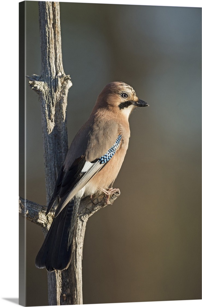 Jay (Garrulus glandarius), Sweden, Scandinavia, Europe