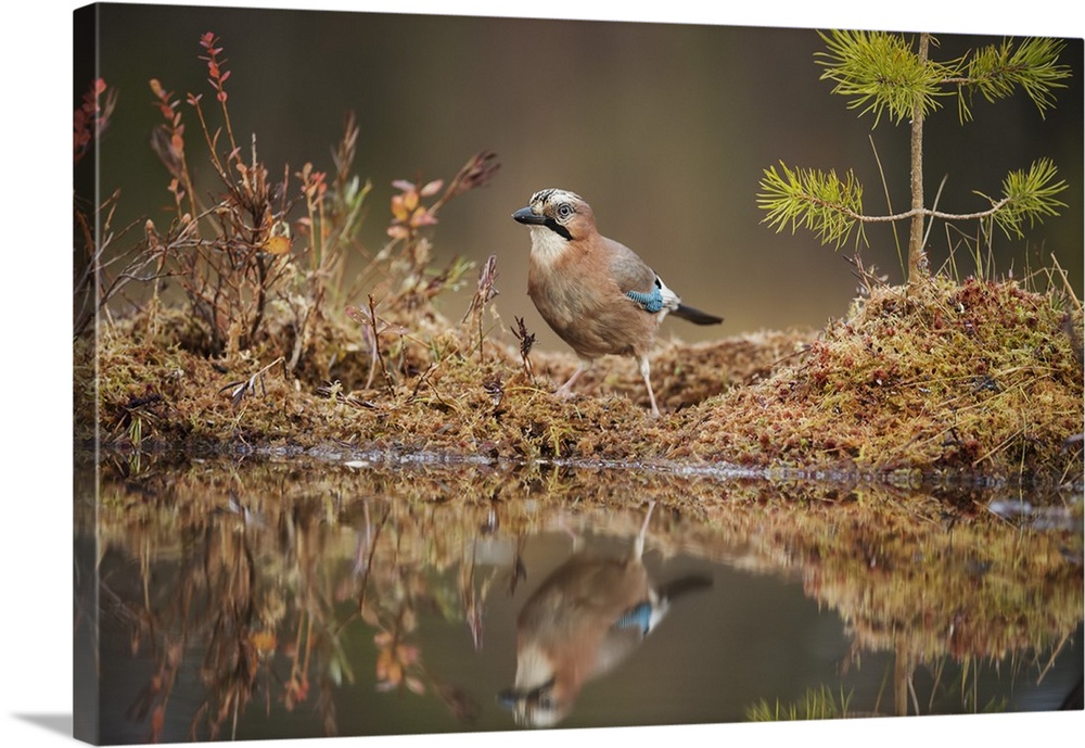 Jay (Garrulus glandarius), Sweden, Scandinavia, Europe