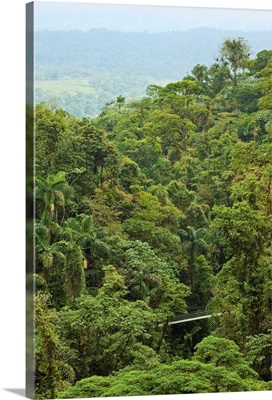 Jungle at Arenal Hanging Bridges, La Fortuna, Alajuela Province, Costa Rica