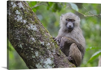 Juvenile olive baboon sitting in tree, Arusha National Park, Tanzania