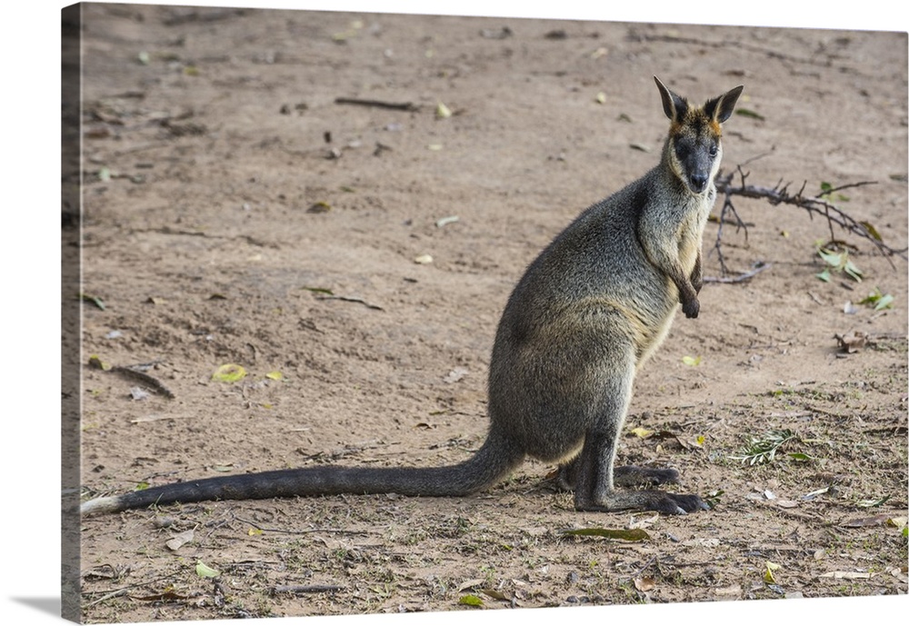 Kangaroo, Lone Pine Sanctuary, Brisbane, Queensland, Australia