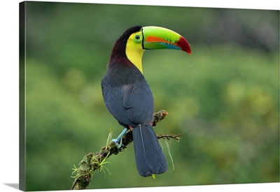 Keel-Billed Toucan (Ramphastos Sulfuratus), Sitting On A Branch, Costa Rica