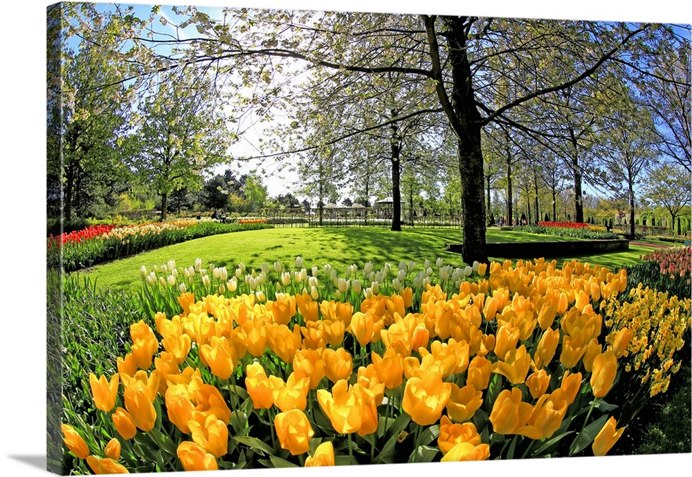 Keukenhof near Lisse, South Holland, Netherlands